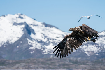 Young White Tailed Sea Eagle (Haliaeetus albicilla) in flight carrying fish
