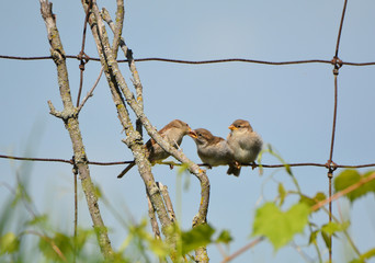 Baby House Sparrows