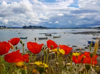 Port, fleurs, coquelicots rouge en bord de mer, beau ciel nuageux