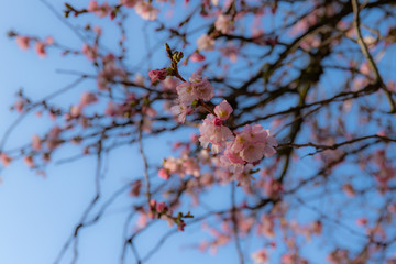 Kirschblüten im Frühling