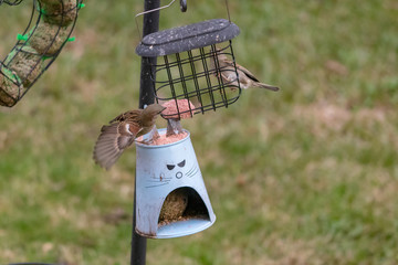 sparrows on feeder