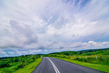 Fototapeta premium Palm oil tree replant in plantation at Malaysia