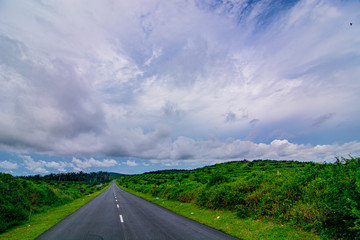 Palm oil tree replant in plantation at Malaysia