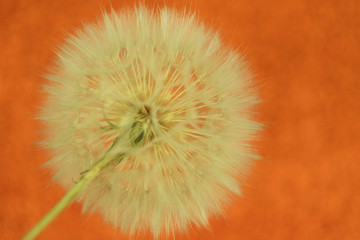 Fluffy dandelion on an orange background. Blur, horizontal, macro. Concept of nature.