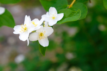 A branch of a fragrant white jasmine blooming in summer in the garden on a green background