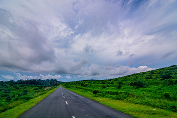 Palm oil tree replant in plantation at Malaysia
