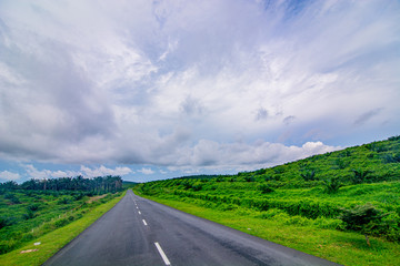 Palm oil tree replant in plantation at Malaysia