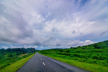 Fototapeta premium Palm oil tree replant in plantation at Malaysia