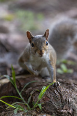 Grauhörnchen (Sciurus carolinensis)