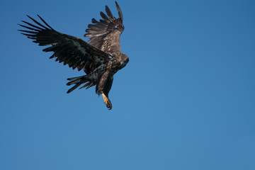 Young White Tailed Sea Eagle (Haliaeetus albicilla) hovering,watching for fish