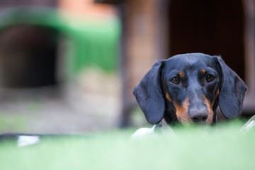 dachshund dog portrait garden 
