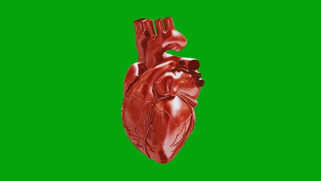 Circulatory system. Heart. Animated 3D