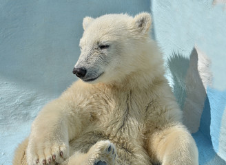 polar bear in the zoo