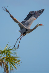 Great Blue Heron takes flight Viera Wetlands