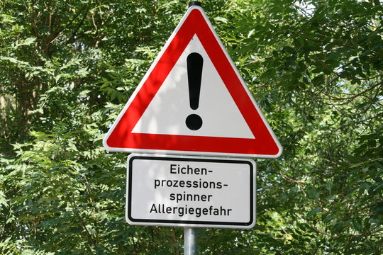 Allergie - Gefahr durch Eichenprozessionsspinner