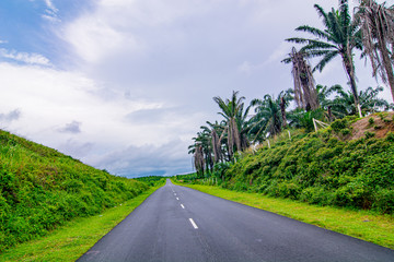 Palm oil tree replant in plantation at Malaysia