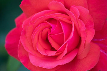 Rosa-rote Rosenblüte am Strauch einer Rose als bildfüllendes Makro zeigt die Schönheit der Natur als Symbol der Liebe und Zuneigung