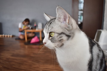 cat in front of the wall