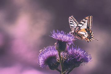 Machaon butterfly on purple flower
