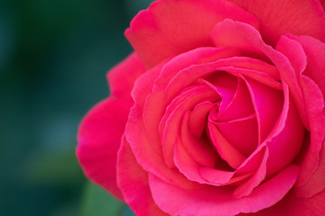 Rosa-rote Rosenblüte am Strauch einer Rose als bildfüllendes Makro zeigt die Schönheit der Natur als Symbol der Liebe und Zuneigung