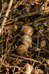 Helix pomatia, Roman - Burgundy snail, escargot, is a species of large, edible, air-breathing land snail, a gastropod terrestrial mollusc in the family Helicidae. Amorous courtship hermaphrodites.