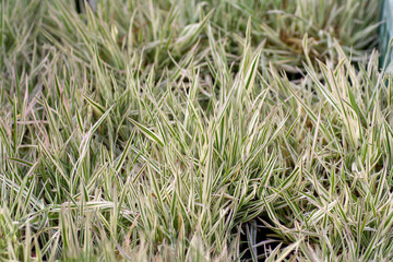 White and green low grass