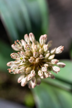 Flower of Allium karataviense in bloom