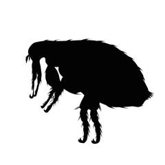 Vector silhouette of flea on a white background. Symbol of parasites.