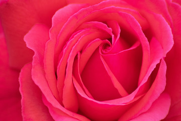 Rosa-rote Rosenblüte am Strauch einer Rose als bildfüllendes Makro zeigt die Schönheit der Natur als Symbol der Liebe und Zuneigung