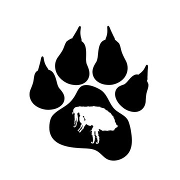 Vector Silhouette Of Flea And Dog Pawn On A White Background. Symbol Of Parasites.