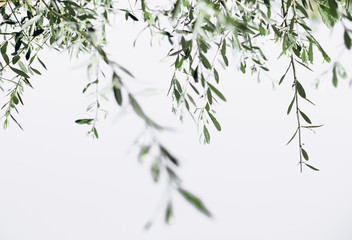 vegetation climbing plant green background texture