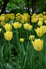 Yellow tulips on the flower bed in a park