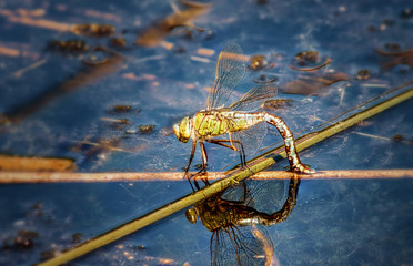 Dragonfly resting on the sea 