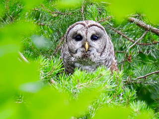 Barred Owl