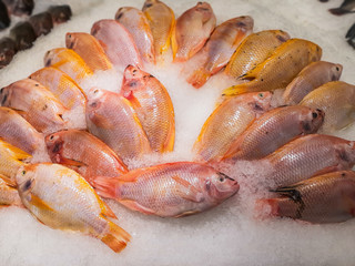 Close up Raw Fresh Fish Chilling on Ice in Seafood Market Stall