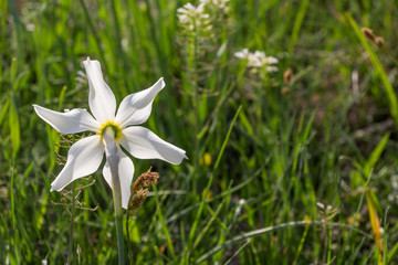 Wild white daffodil. Narcissus poeticus. Mountain scenery in Divcibare, Serbia
