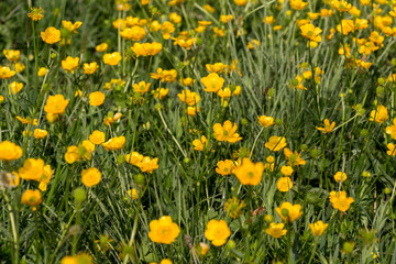 Field full of wild, yellow flowers. Sunny day. Nature scenery. Nature background.