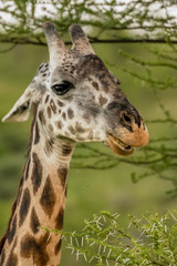 Giraffe in front Amboseli national park Kenya masai mara.