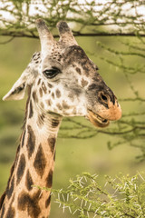 Giraffe in front Amboseli national park Kenya masai mara.