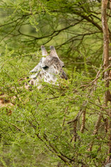 Giraffe in front Amboseli national park Kenya masai mara.