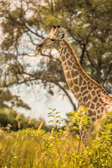 Giraffe in front Amboseli national park Kenya masai mara.