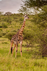 Giraffe in front Amboseli national park Kenya masai mara.