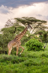 Fototapeta premium Giraffe in front Amboseli national park Kenya masai mara.