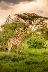 Giraffe in front Amboseli national park Kenya masai mara.
