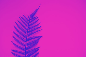 Blue fern exotic leaf against pink background, trendy neon toning