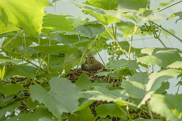 Drozd śpiewak siedzący w gnieździe zrobionym w winogronach.