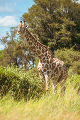 Giraffe in front Amboseli national park Kenya masai mara.