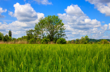 Green trees on a summer day in Germany