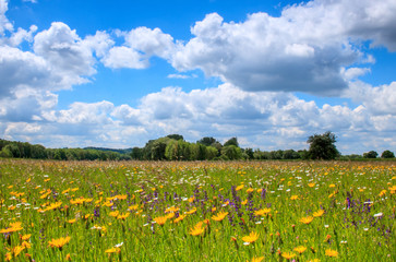 A field full of flowers on a summer day