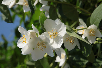 white,fragrant flowers of jasmine bush at spring